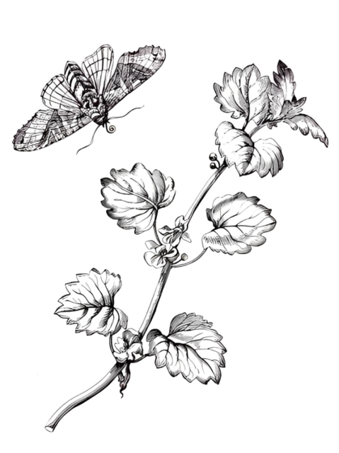 Line Drawing - Plant and Butterfly